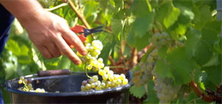 OWCgrapes