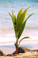 coconutSprout